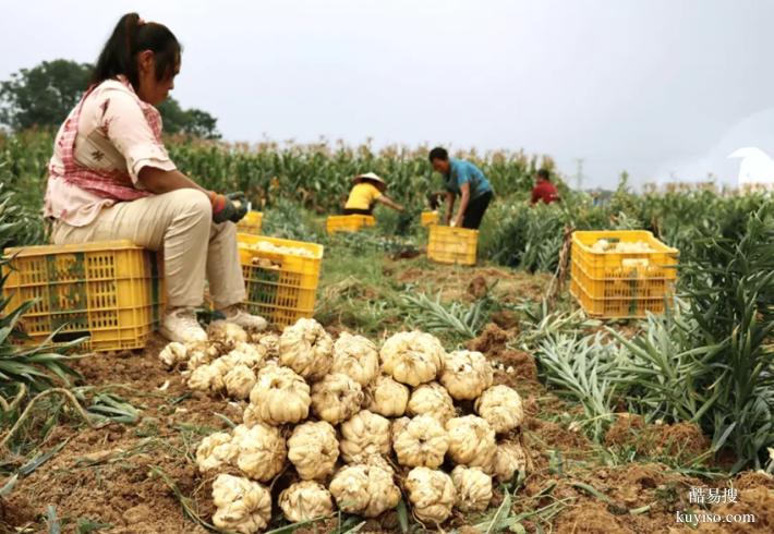 湖北本草臻源農(nóng)旅融合百合花開迎客來