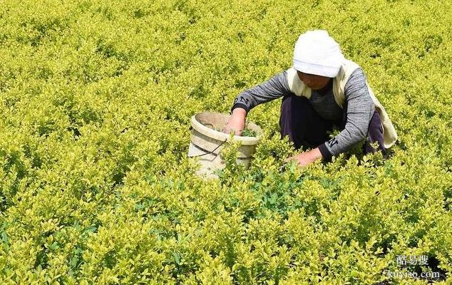 湖北本草臻源連翹葉開發(fā)利用拓展產(chǎn)業(yè)新領(lǐng)域