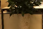 广州珠江新城哪里有公司租花？室内绿植出租，植物花卉租摆