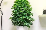 北京绿植租摆公司