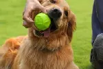 东莞常平训狗 多年经验专业训犬师