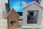 东莞万江猫咪火化 宠物火化 宠物狗火化 宠物狗火葬