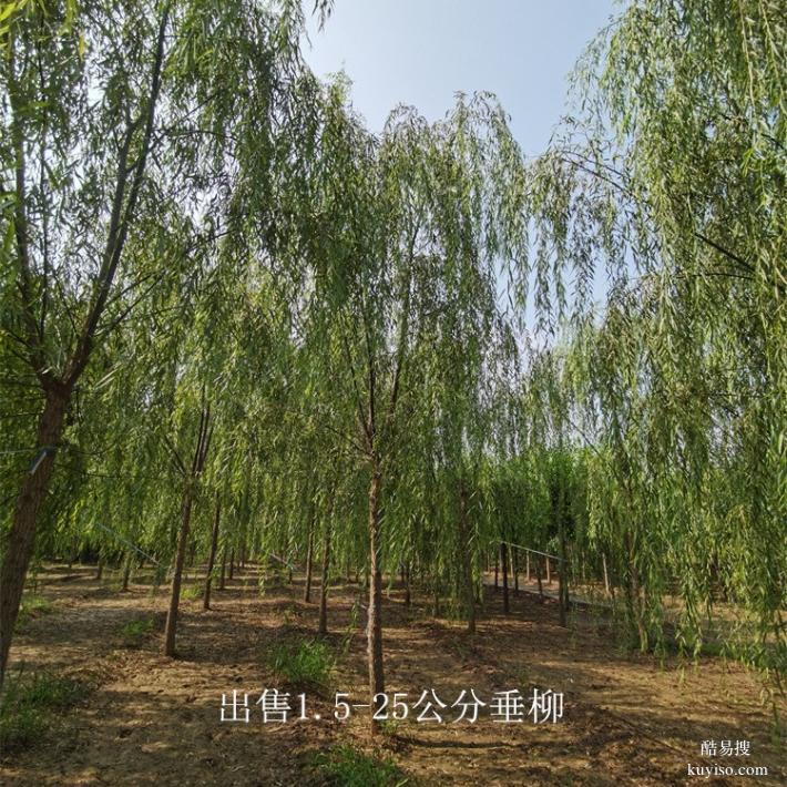 新疆7公分垂柳出售,柳树