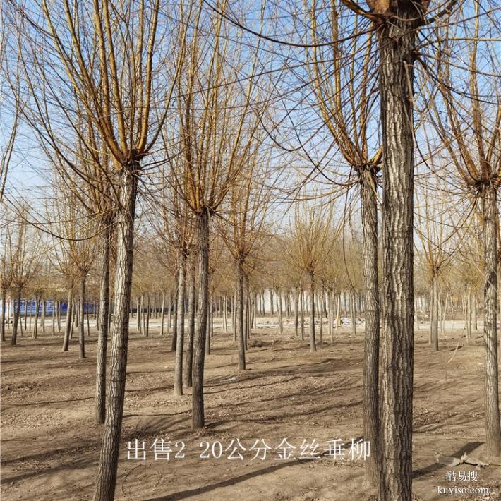 北京6公分金丝垂柳树,金丝柳