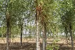 西藏日喀则14公分金丝垂柳树