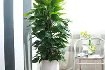 海淀区鲜花绿植租摆