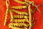 成都市回收鲜干冬虫夏草-1根-1克-1两-1市斤-1公斤价格