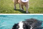 西安未央遛狗训练 宠物犬行为习惯纠正 可接送