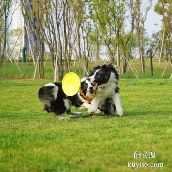 宁波江北专业宠物训练师 宠物犬行为习惯纠正 可接送