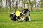 西安阎良上门训犬 专业纠正狗的坏毛病 政嘉训犬