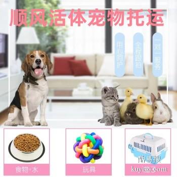 淮北市专业猫狗托运 上门接送 宠物托运至全国