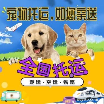 安阳林州宠物托运 猫狗活体运输邮寄 上门接送