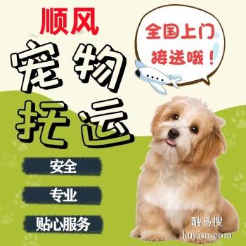 安徽寿县 宠物托运本地猫狗活体运输平台