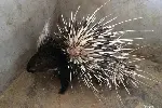 重庆垫江选购豪猪种苗
