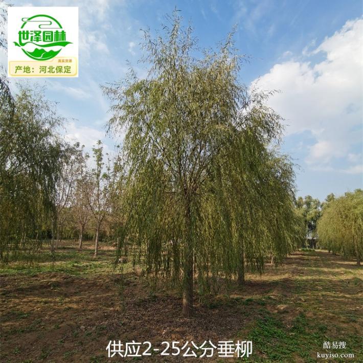 广东惠州22公分垂柳出售