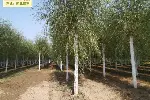 河南商丘16公分垂柳供应