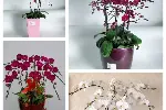 天津东丽区花卉租摆丨经济开发区绿植租摆公司丨写字楼绿植租赁