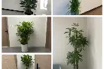 天津写字楼花卉租摆.天津写字楼花卉租赁.天津写字楼花卉销售