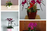 大型植物出租，办公楼绿植租赁设计服务，天津绿植盆栽出租