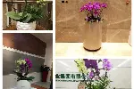 天津津南区花卉租摆公司_绿植租赁养护_津南区花卉租赁公司