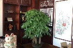 广州花草租摆，花木出租，办公室绿植租凭，全城免费配送