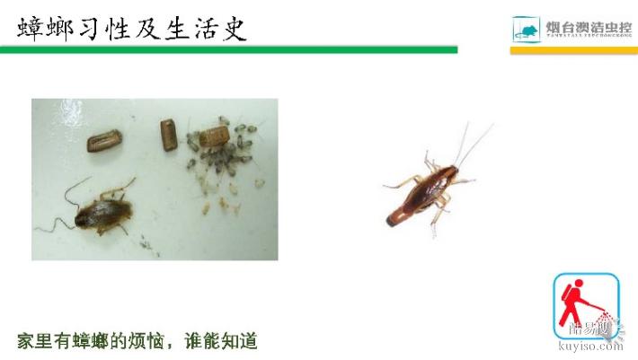山东鄄城县灭蟑螂最快的最简单方法灭蟑螂