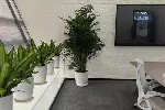 绿植租摆大型花卉租摆天津谷鑫亚泰绿植租赁公司常年绿植租赁服务