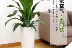 北京海淀区花卉租摆公司
