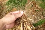 湖北本草臻源天冬越冬防冻保住三年辛苦