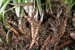 湖北本草臻源石菖蒲秋季采收趁鲜加工保药效